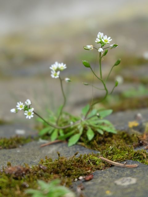Frühlings-Hungerblümchen