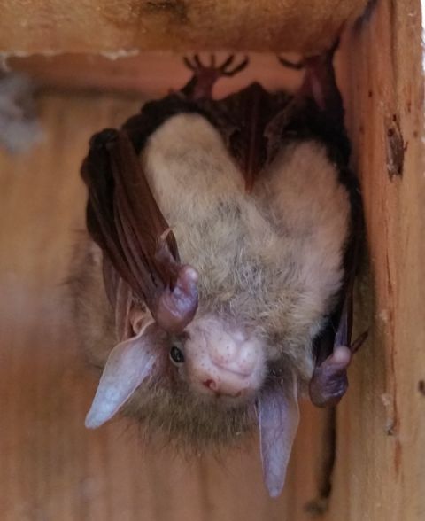 Braunes Langohr im Tagquartier