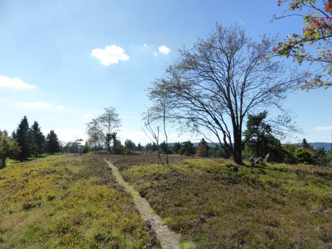 Heide