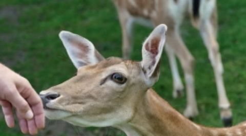 Wildtiergehege am Ehrenberg