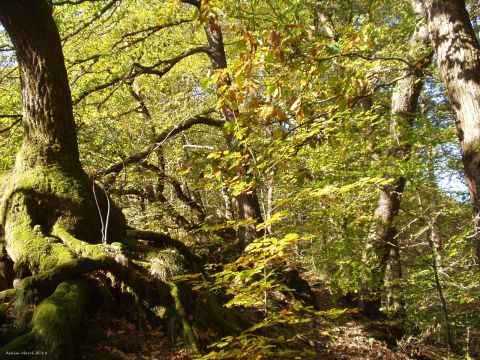 Themenwanderung: Faszination Herbst im Eifgenbachtal - Zeit des geordneten Rückzugs