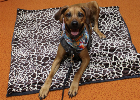 Symbolfoto zur Veranstaltung "Lesehund" in der Stadtbibliothek (Quelle: Stadtbibliothek Siegen)